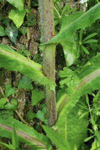 <i>Lactuca virosa</i>