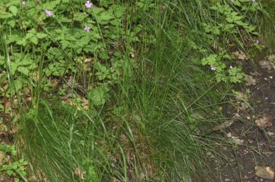 <i>Festuca heterophylla</i>