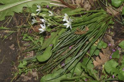 <i>Ornithogalum umbellatum</i>