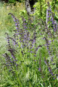 <i>Salvia pratensis</i>