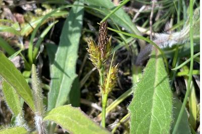<i>Carex liparocarpos</i>