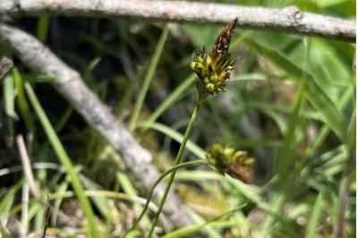 <i>Carex liparocarpos</i>