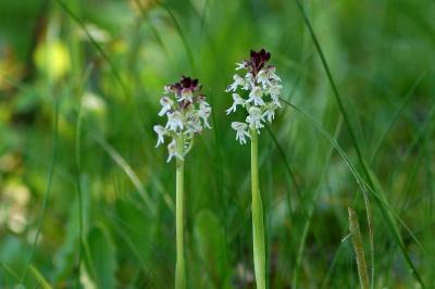 <i>Neotinea ustulata</i>