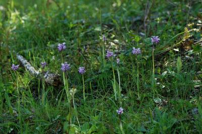 <i>Orchis simia</i>