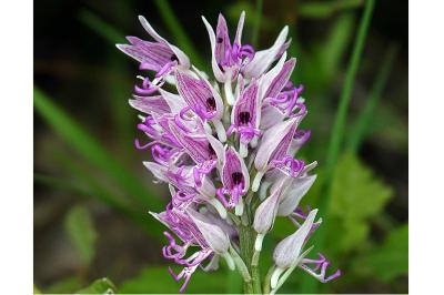 <i>Orchis x beyrichii</i>