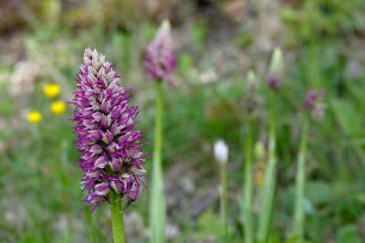<i>Orchis x bergonii</i>