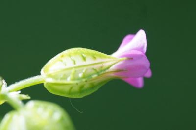 <i>Geranium lucidum</i>