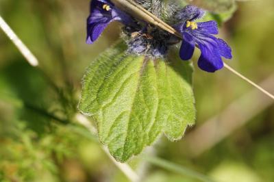 <i>Ajuga genevensis</i>