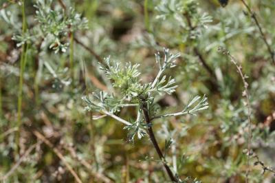 <i>Artemisia campestris</i>
