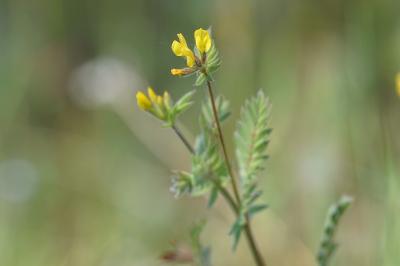 <i>Ornithopus compressus</i>