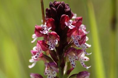<i>Neotinea ustulata</i>