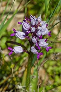 <i>Orchis militaris</i>