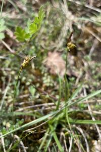 <i>Carex liparocarpos</i>