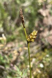 <i>Carex liparocarpos</i>