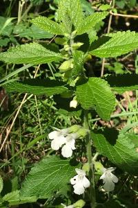<i>Melittis melissophyllum</i>