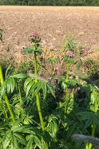 <i>Valeriana officinalis</i>