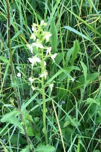 <i>Platanthera</i>