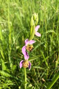 <i>Ophrys apifera</i>