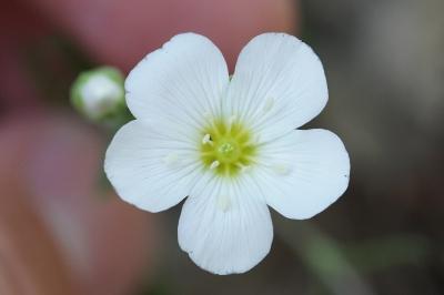 <i>Arenaria montana</i>