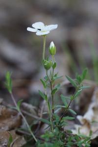 <i>Arenaria montana</i>