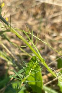 <i>Rorippa pyrenaica</i>