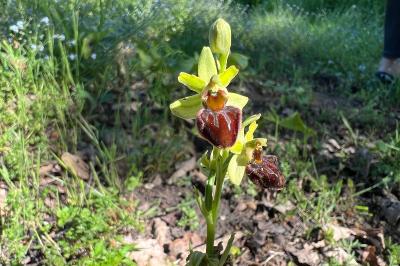 <i>Ophrys aranifera</i>