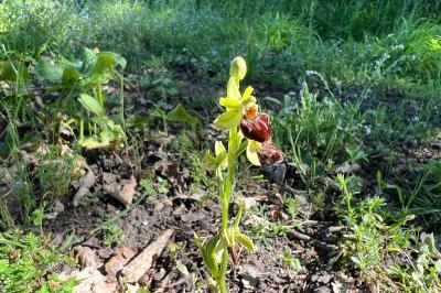 <i>Ophrys aranifera</i>