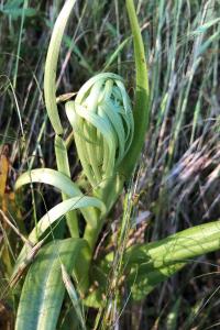 <i>Himantoglossum hircinum</i>