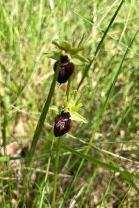 <i>Ophrys aranifera</i>