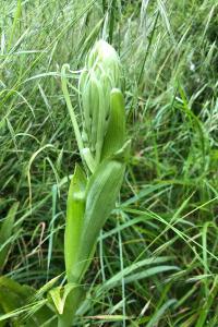 <i>Himantoglossum hircinum</i>