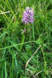 <i>Orchis simia</i>