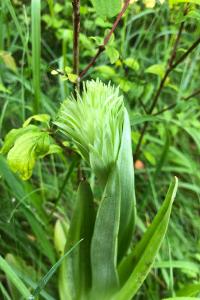 <i>Himantoglossum hircinum</i>