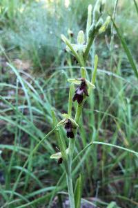 <i>Ophrys insectifera</i>