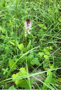 <i>Neotinea ustulata</i>