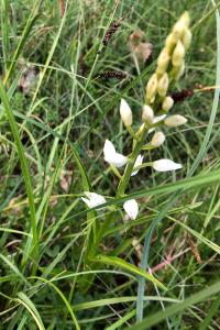 <i>Cephalanthera longifolia</i>