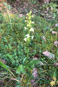 <i>Platanthera chlorantha</i>
