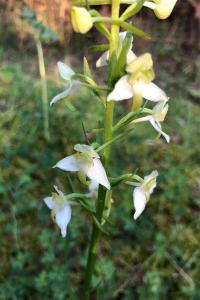 <i>Platanthera chlorantha</i>
