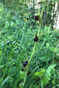 <i>Ophrys insectifera</i>
