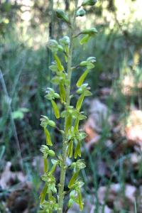 <i>Neottia ovata</i>