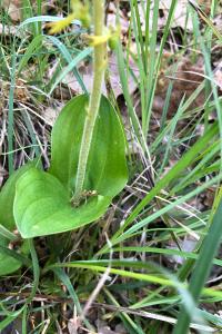 <i>Neottia ovata</i>
