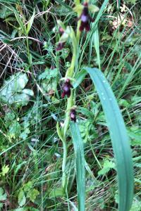 <i>Ophrys insectifera</i>