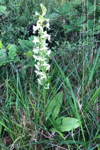 <i>Platanthera chlorantha</i>