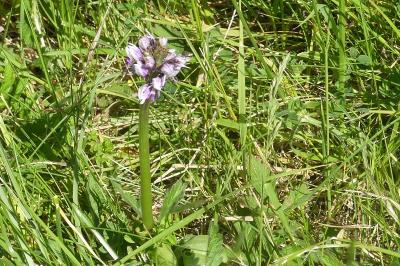 <i>Orchis simia</i>