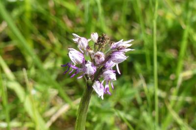 <i>Orchis simia</i>