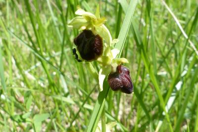 <i>Ophrys aranifera</i>