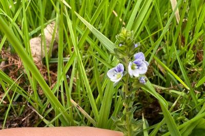 <i>Veronica serpyllifolia</i>
