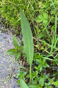 <i>Alisma</i>