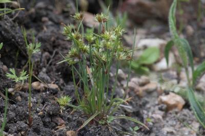 <i>Juncus capitatus</i>