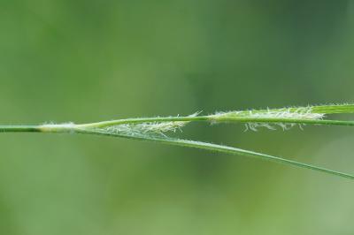 <i>Carex hirta</i>