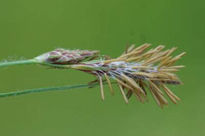 <i>Carex hirta</i>
